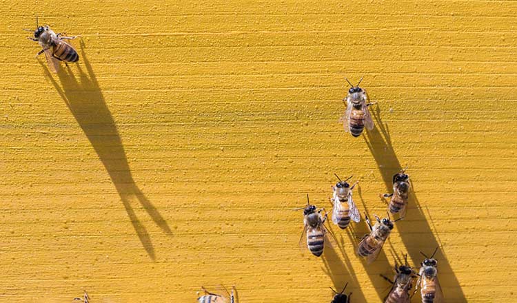 Bees on a yellow hive