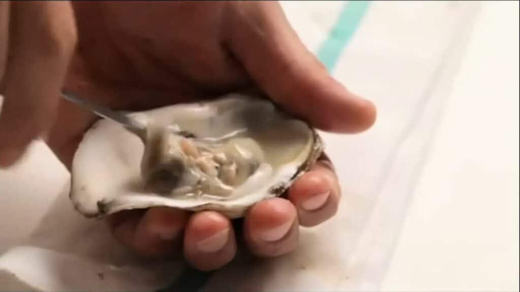 Chef’s Tip: Shucking Oysters