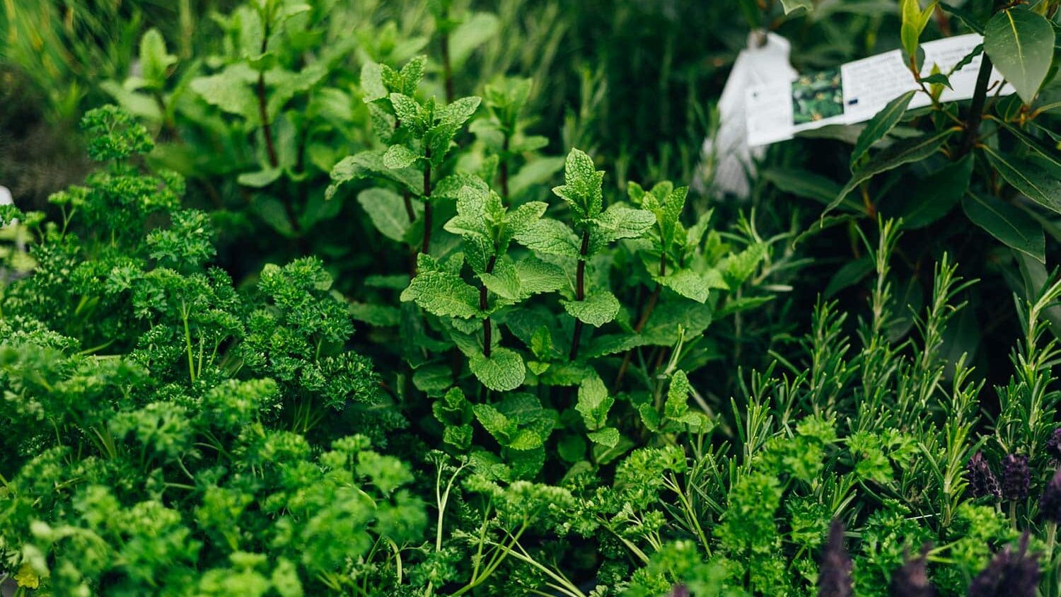 Python Herb A Guide to Herbs - DISH